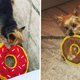 Image for article titled This $5 Donut Dog Toy Is One of the Only Toys To Survive My Super Chewer